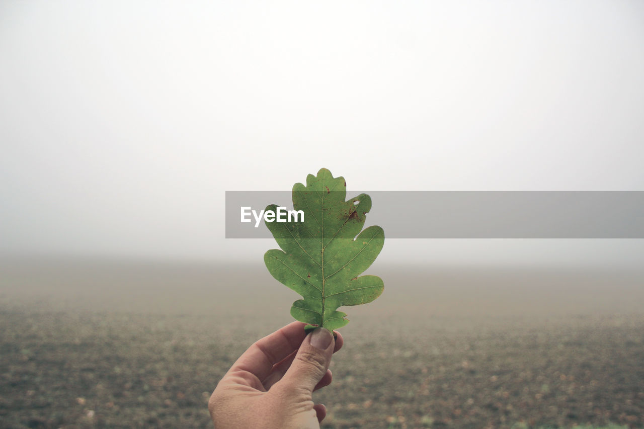 CLOSE-UP OF HAND HOLDING PLANT ON FIELD AGAINST SKY