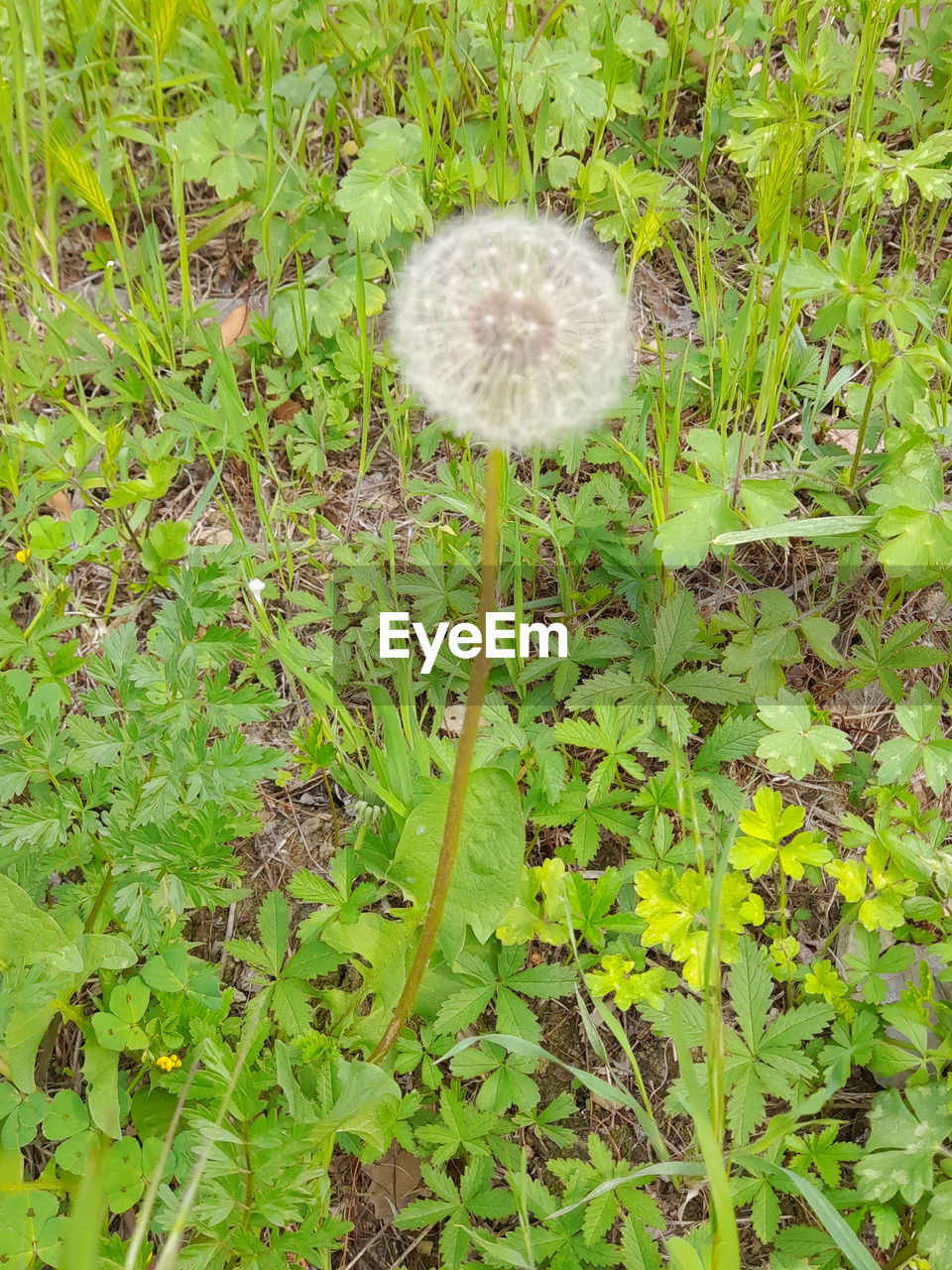 plant, growth, green, nature, land, field, beauty in nature, day, grass, high angle view, no people, flower, freshness, fragility, leaf, flowering plant, dandelion, plant part, woodland, outdoors, fungus, close-up, tranquility, mushroom, meadow, wildflower