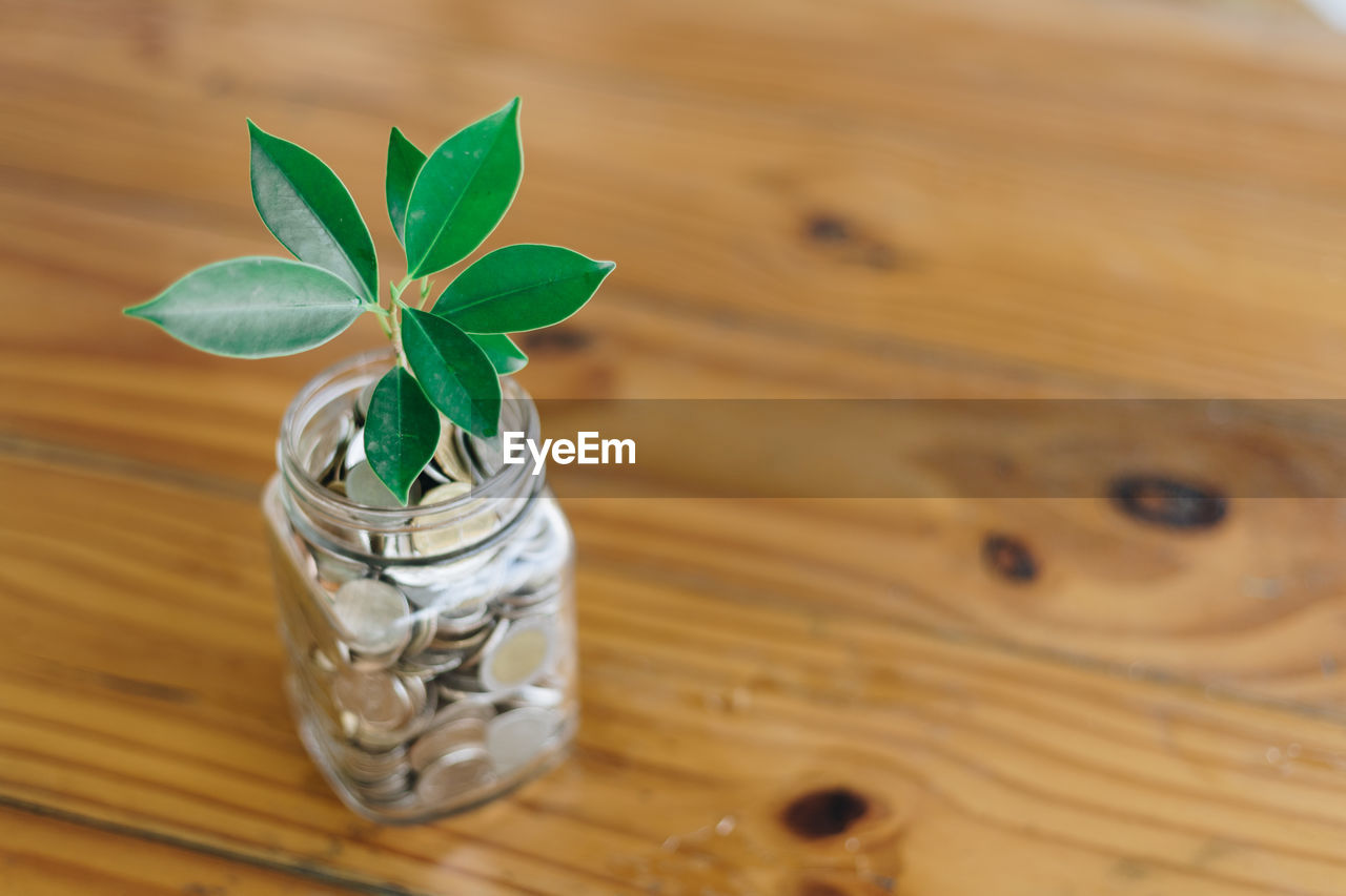 HIGH ANGLE VIEW OF LEAVES IN JAR ON TABLE