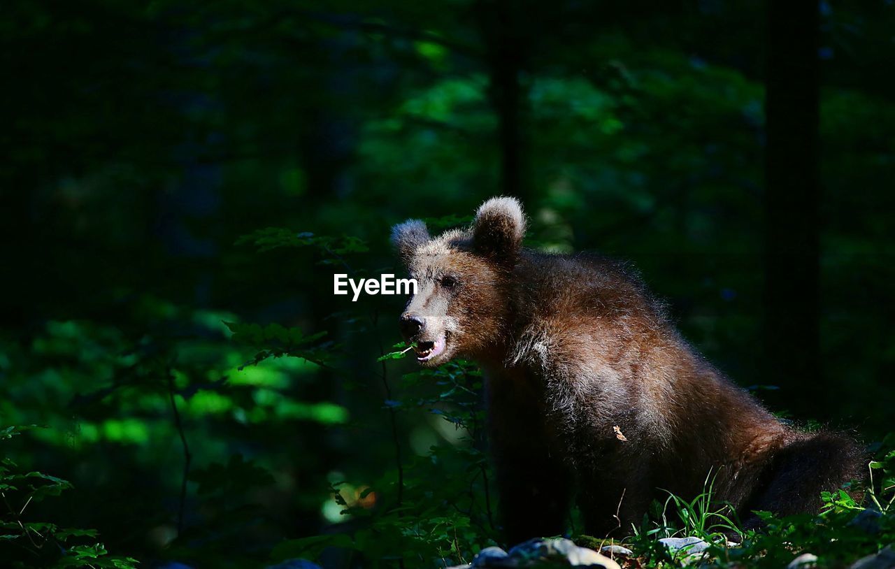 Young brown bear in forest