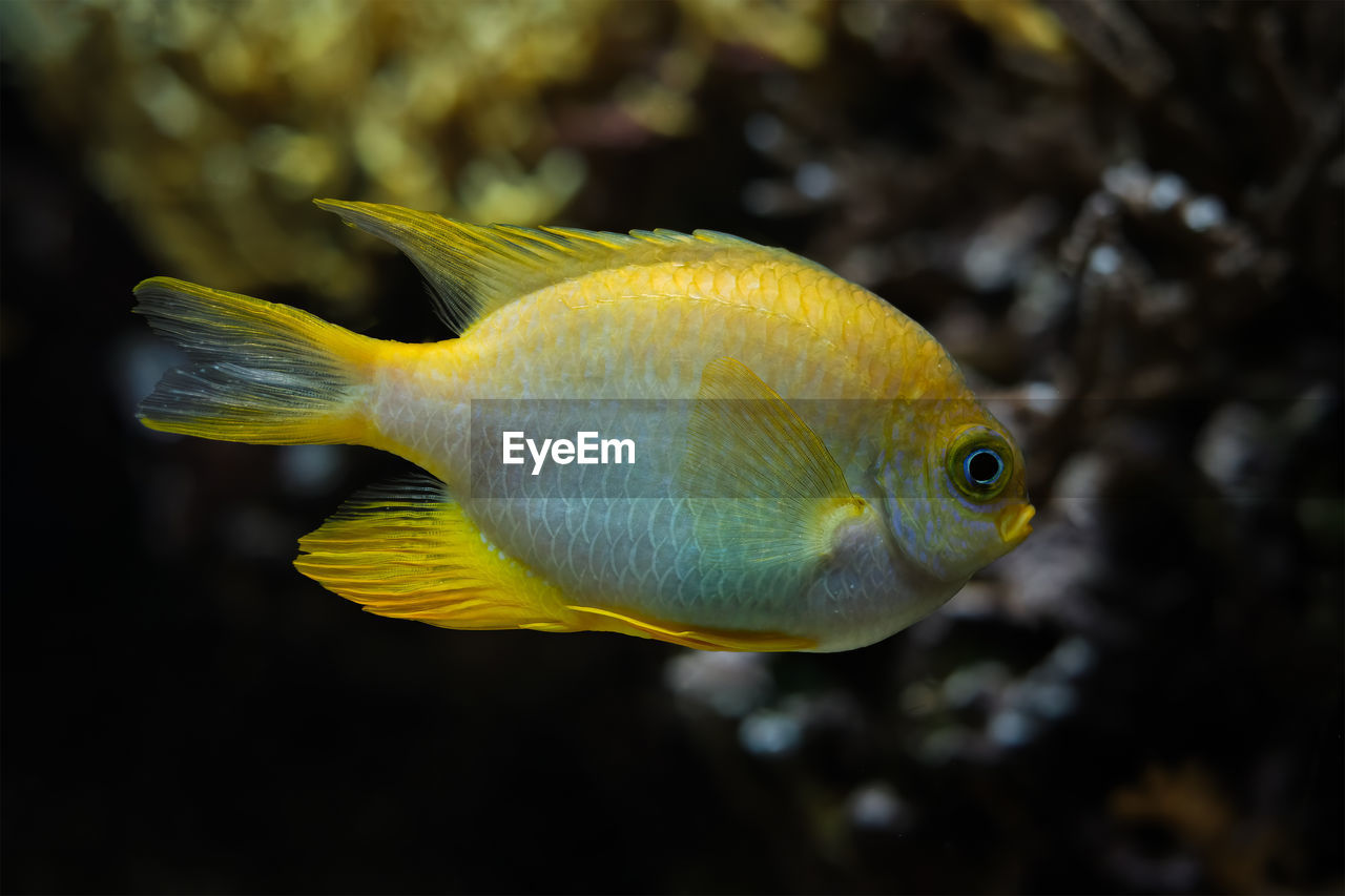 animal, animal themes, fish, animal wildlife, yellow, sea, water, wildlife, underwater, sea life, one animal, marine, marine biology, pomacanthidae, undersea, swimming, reef, nature, pomacentridae, macro photography, close-up, tropical fish, no people, side view, coral, freshwater aquarium, outdoors, tropical climate, coral reef fish