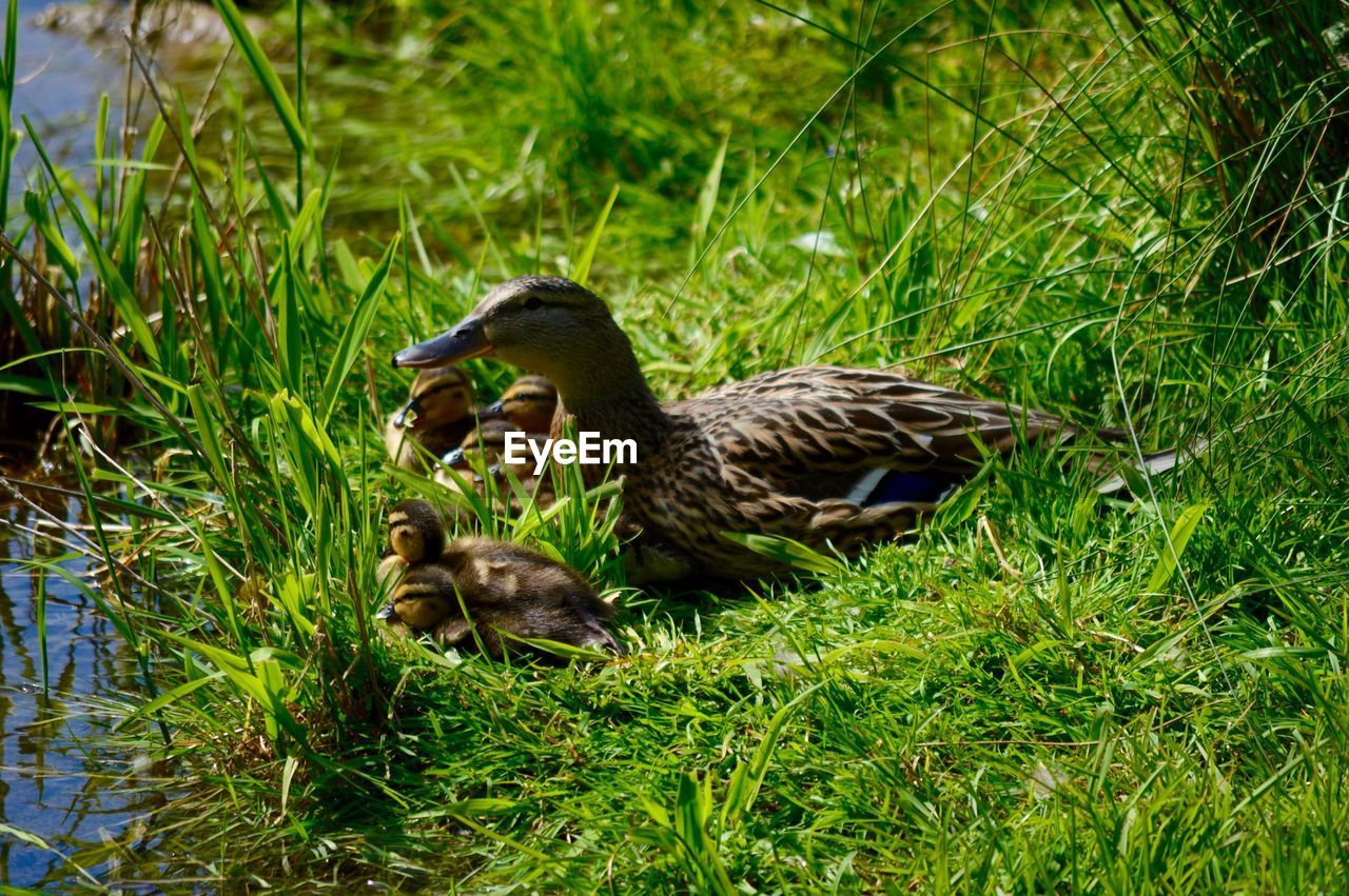 Close-up of duck with ducklings at lakeshore