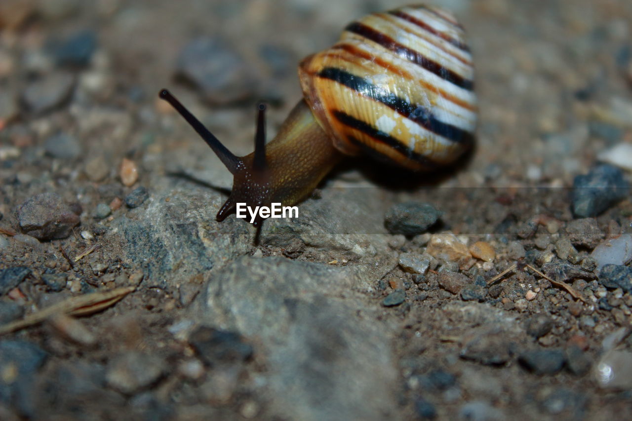 Close-up of snail on rocks