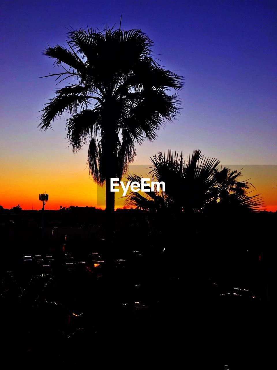 SILHOUETTE COCONUT PALM TREES AGAINST SKY DURING SUNSET