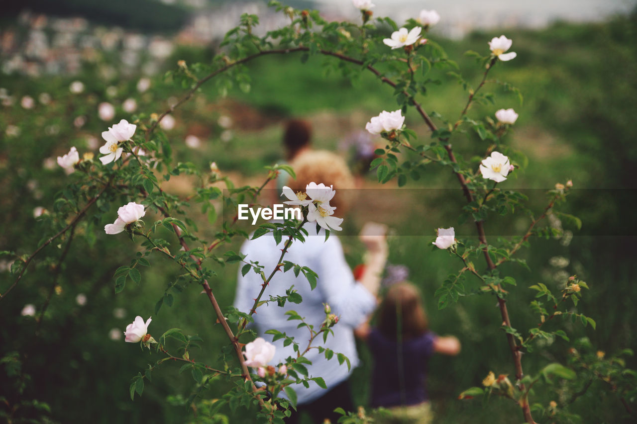 High angle view of white flowers blooming against people on field