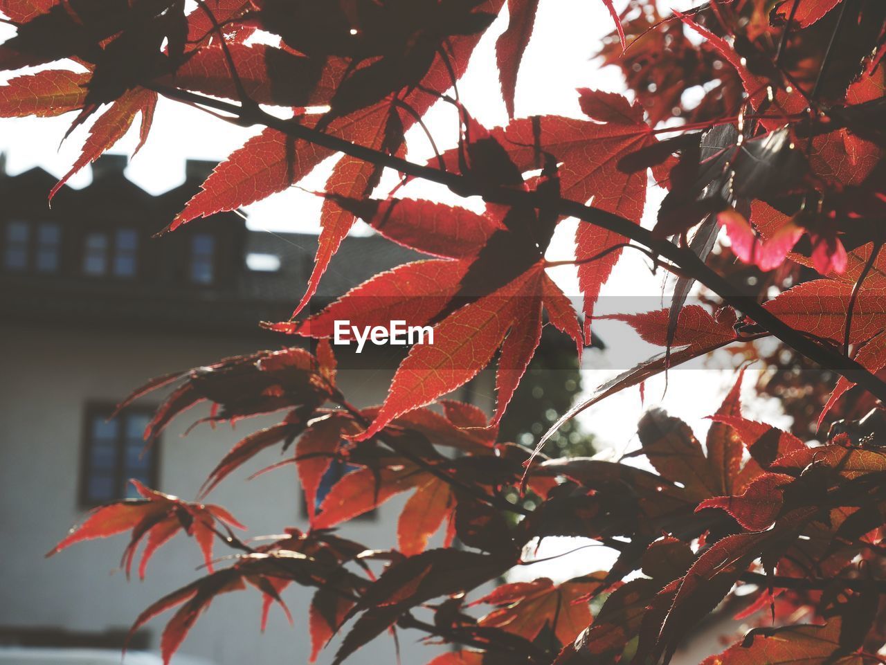 Low angle view of red leaves on tree