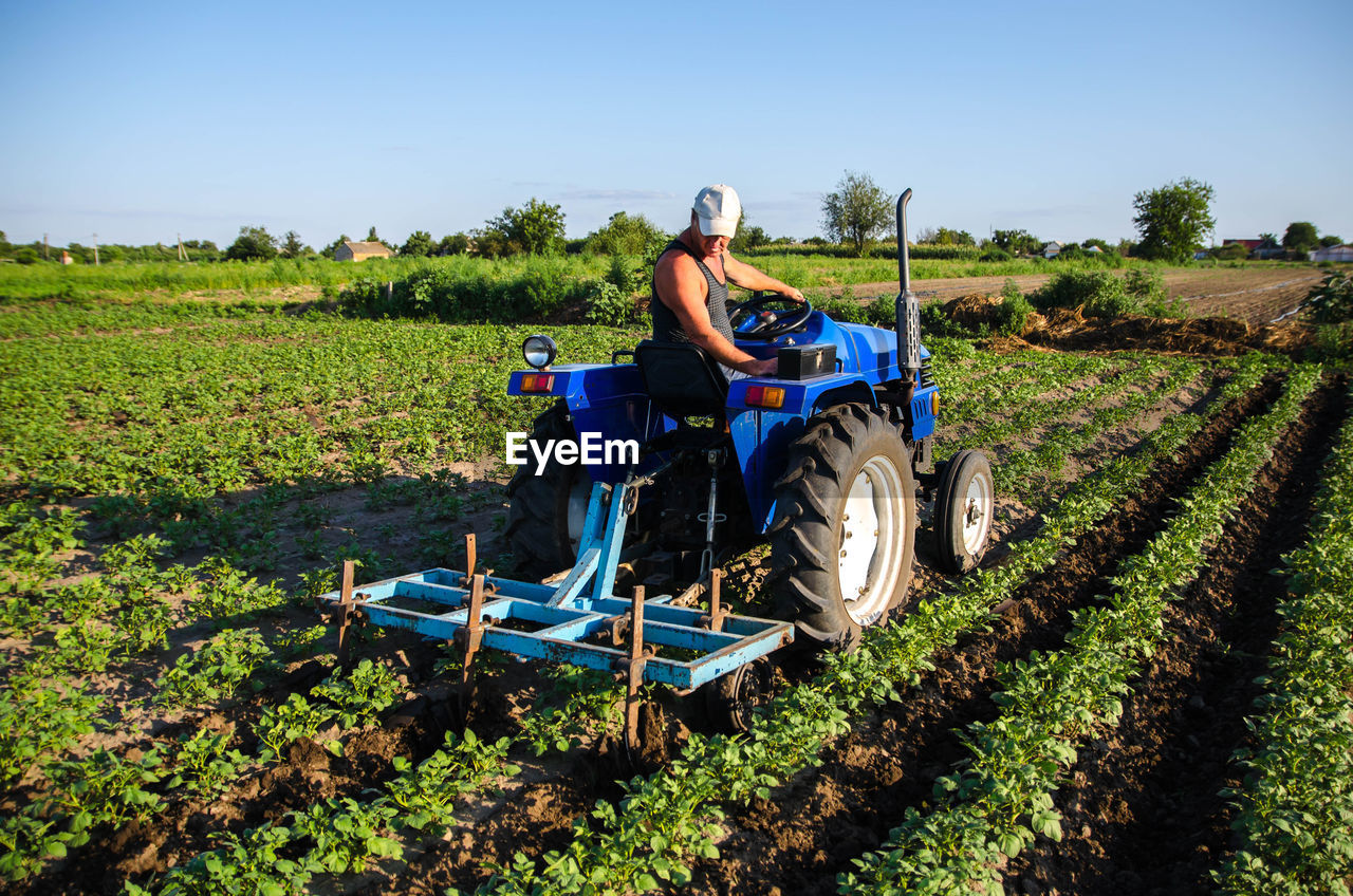 A farmer on a tractor cultivates a potato plantation. young potatoes bushes agroindustry