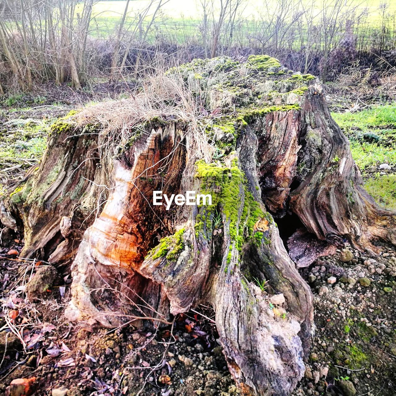 DEAD TREE ON LOG