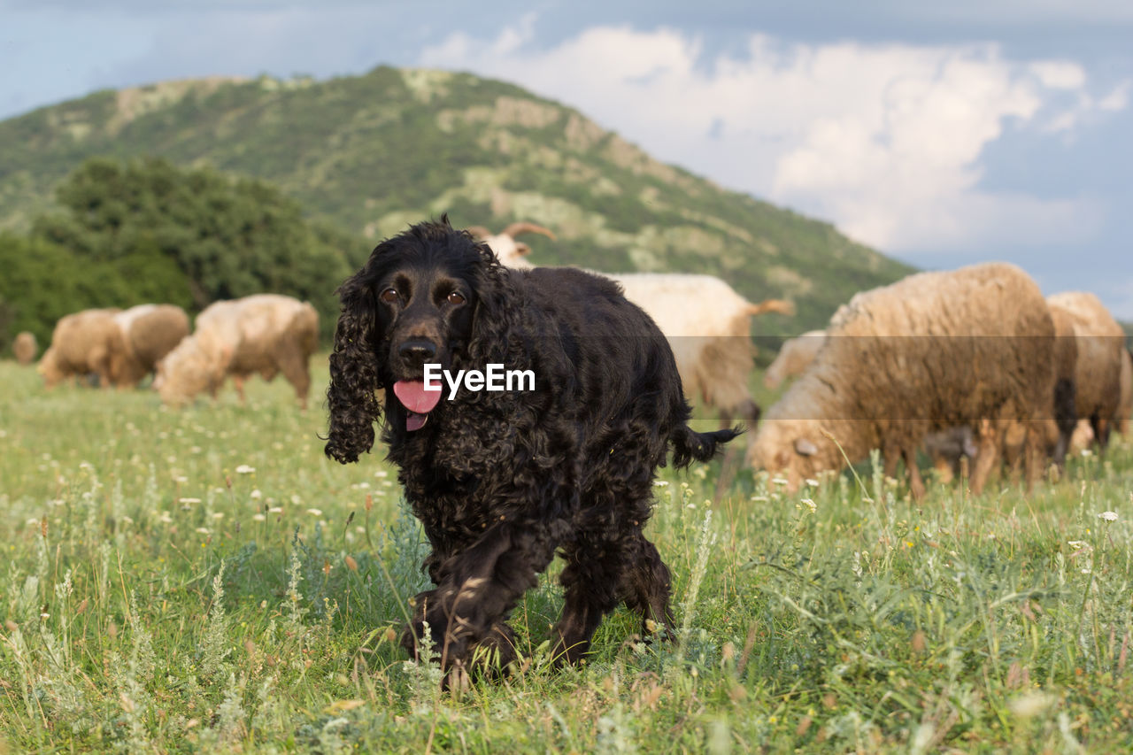 VIEW OF A DOG ON LANDSCAPE