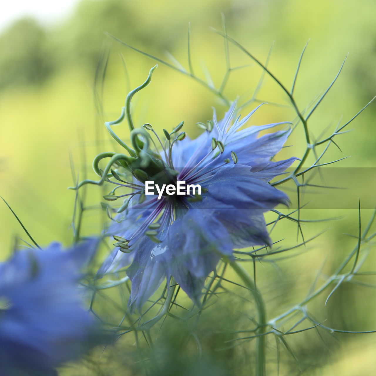 Close-up of purple flowering plant on field