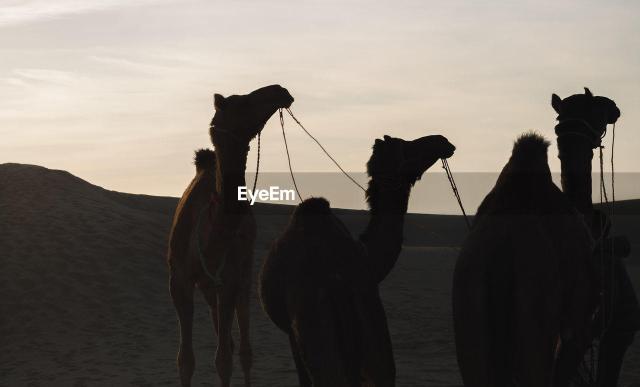 Camels in desert against sky