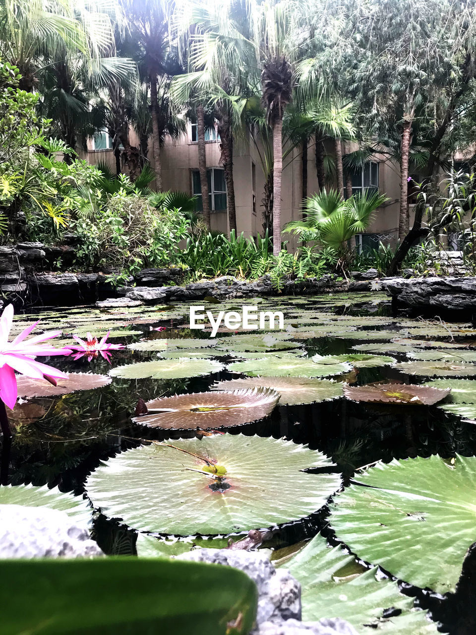 VIEW OF WATER LILY ALONG LAKE