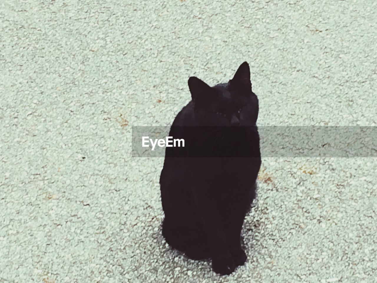 CLOSE-UP OF BLACK CAT SITTING