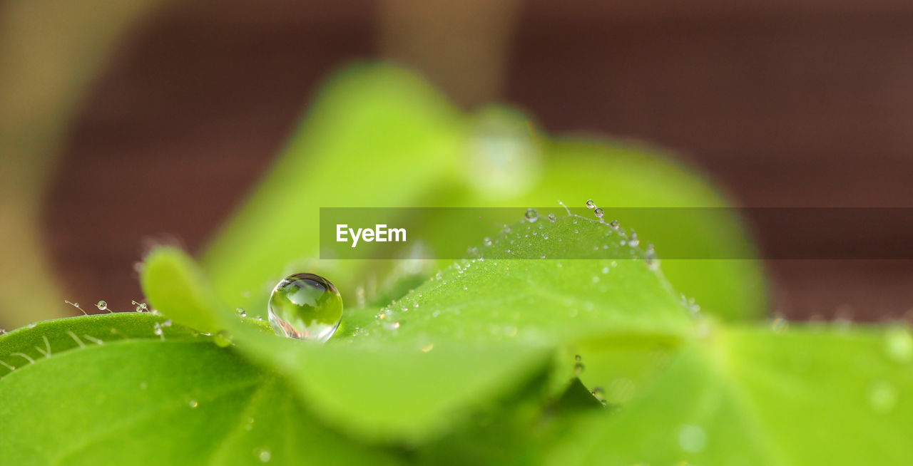 CLOSE-UP OF WATER DROPS ON LEAVES
