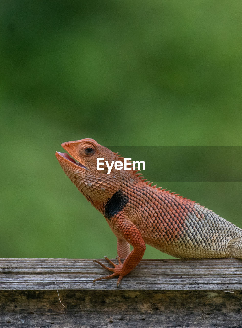 Close-up of lizard on wood