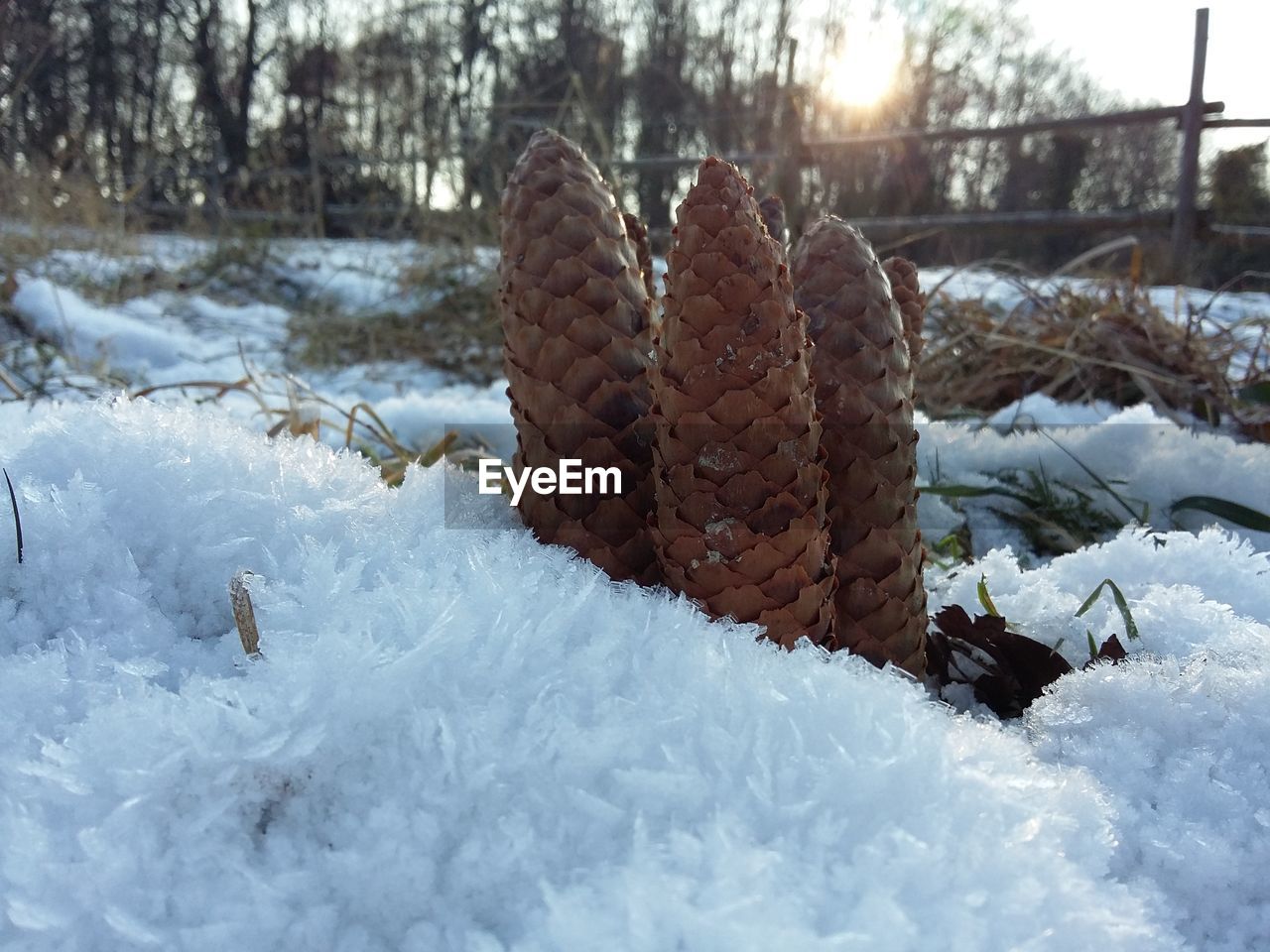 CLOSE-UP OF PINE CONE ON SNOW