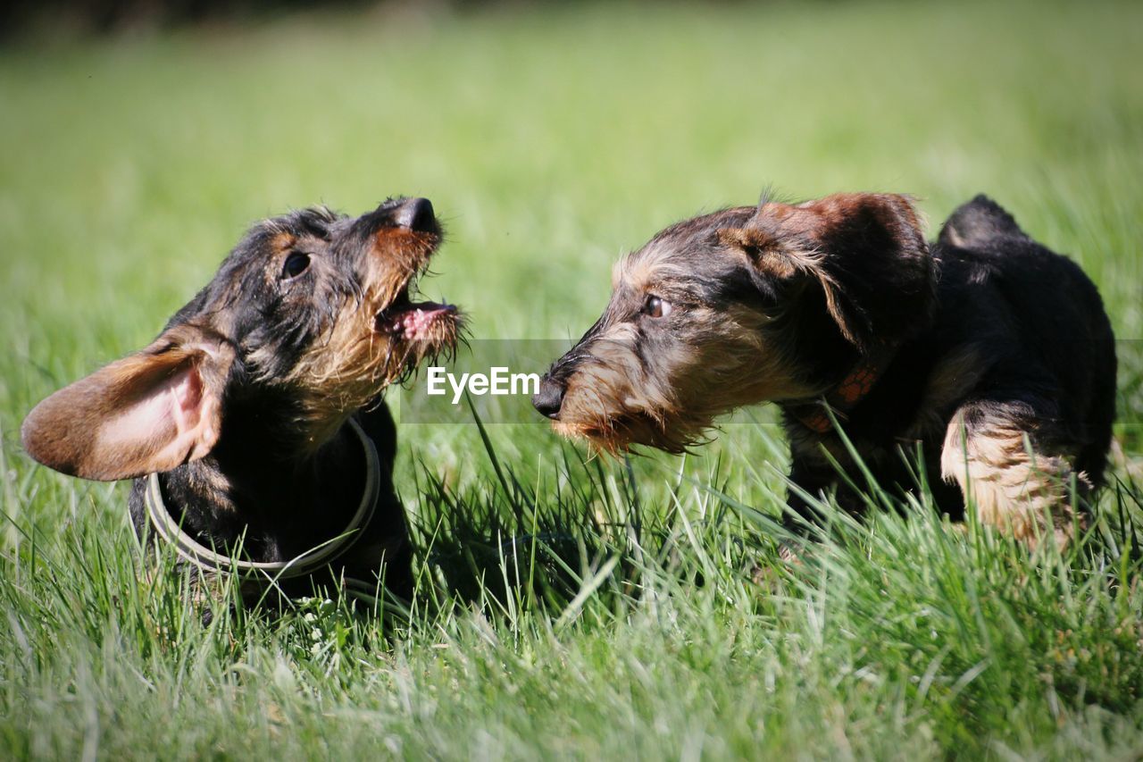 Close-up of dogs on field