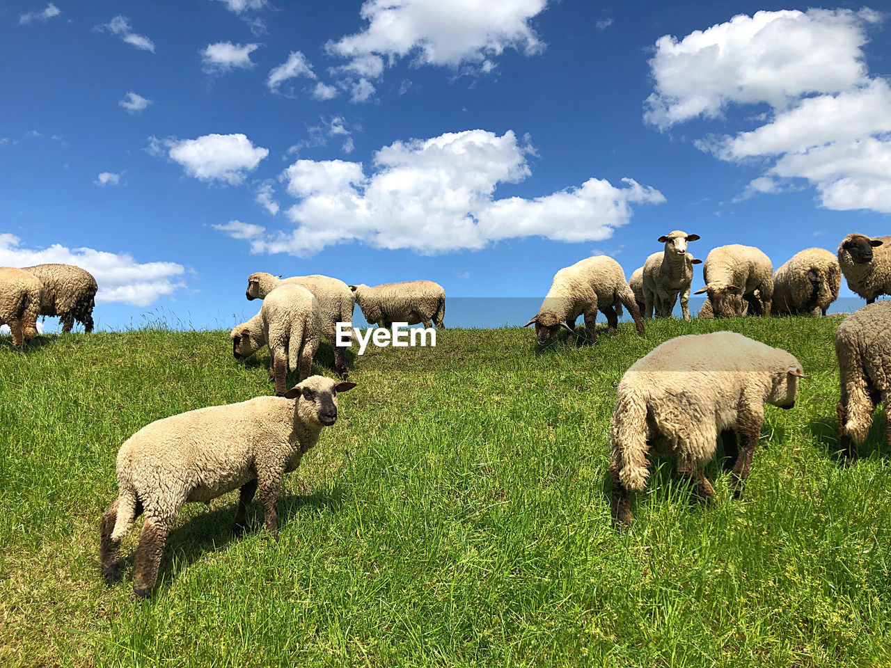 SHEEP GRAZING ON FIELD