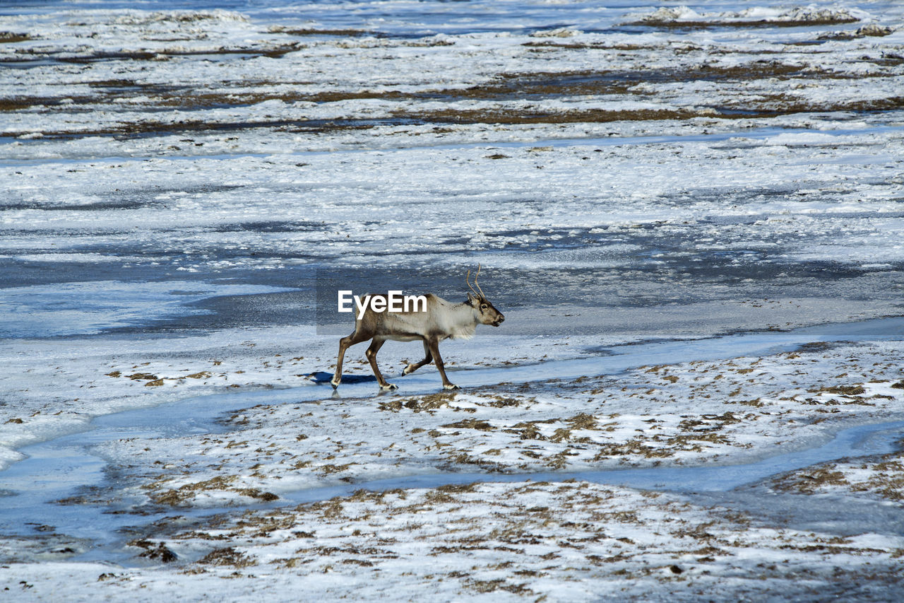 Reindeer at a lake in iceland