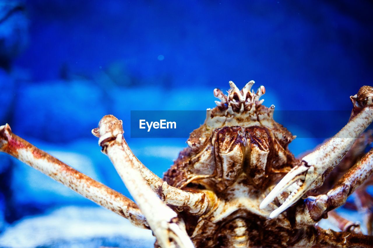 Close-up of crab