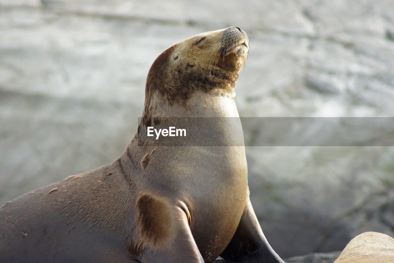 CLOSE-UP OF SEA LION ON WATER