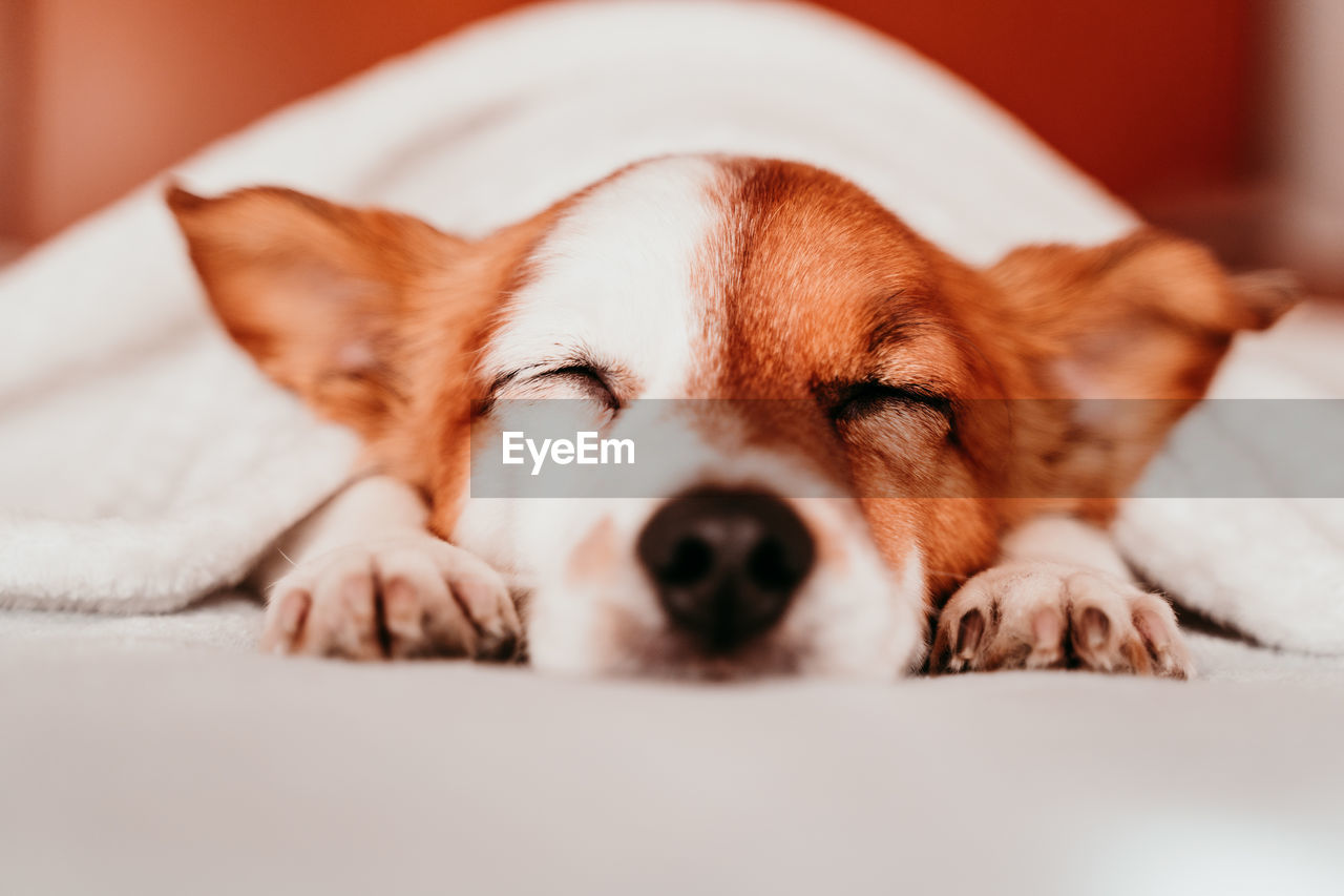 Close-up of dog sleeping on bed