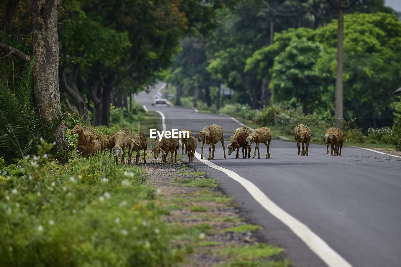 Flock of sheep crossing a asphalt road in a line arranged following the leader one. india. 2019.