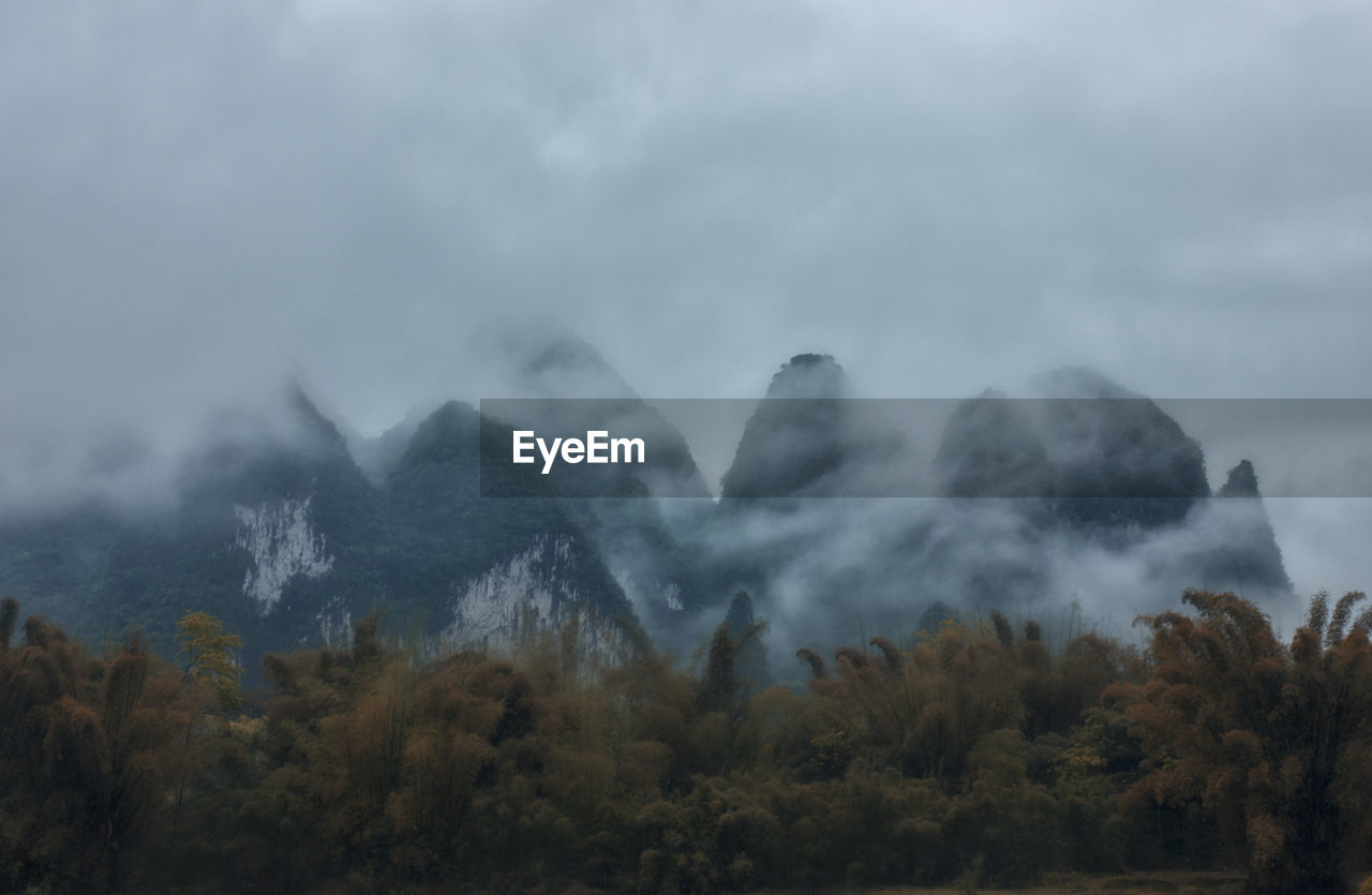 Scenic view of forest against sky