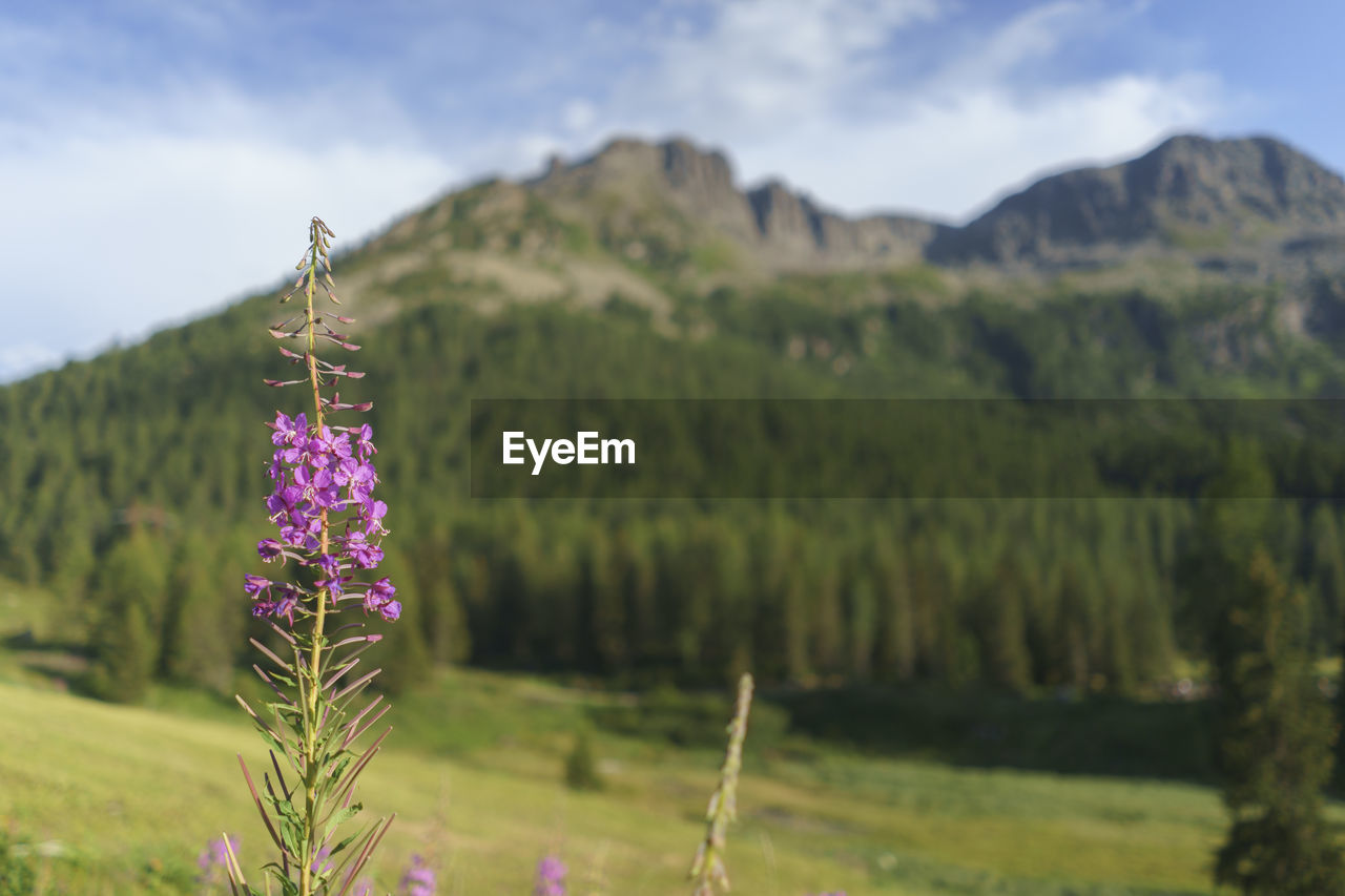 Close-up of lavender on field against sky