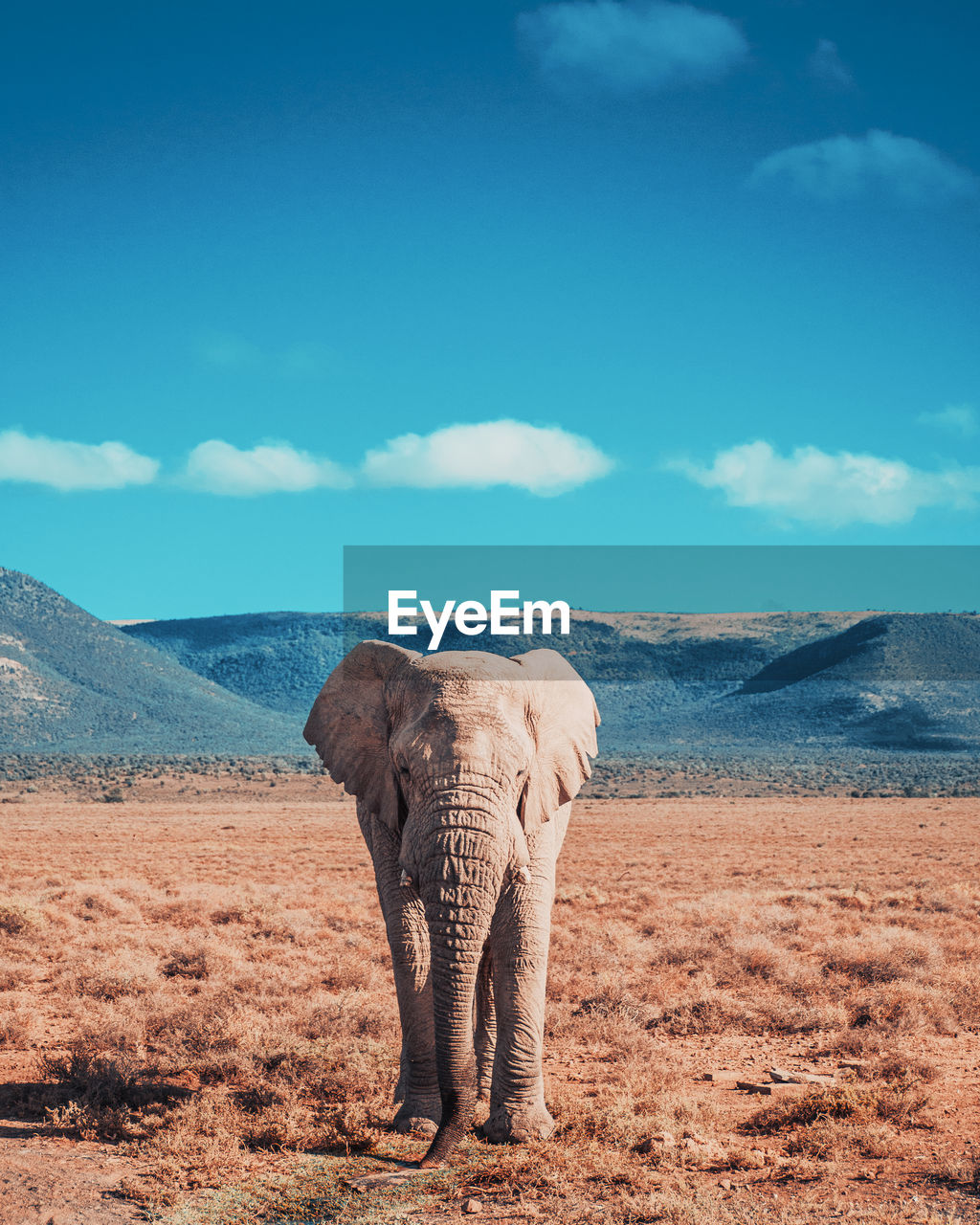 Elephant standing on field in desert against sky