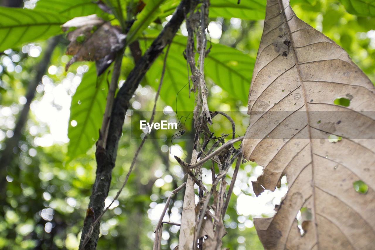 LOW ANGLE VIEW OF LEAVES ON TREE