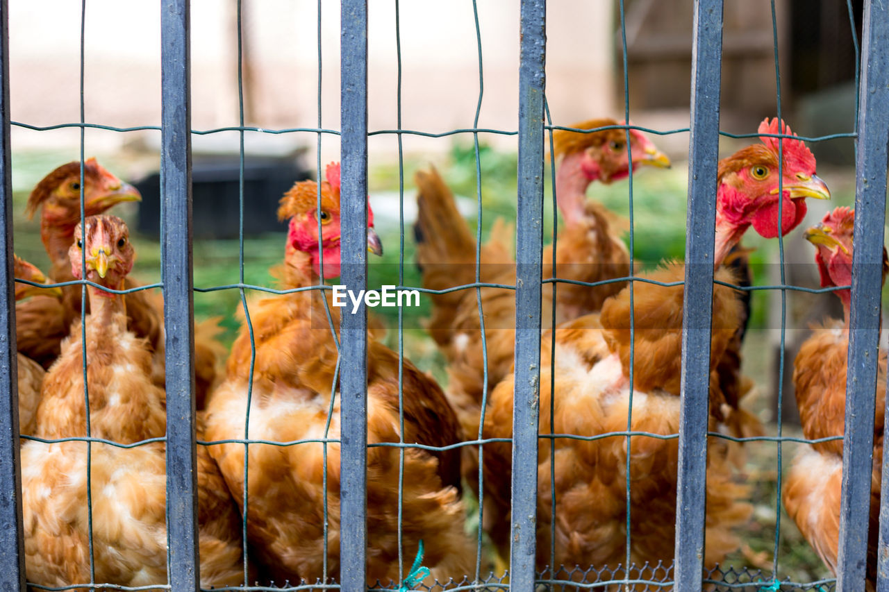 Chickens on traditional free range poultry farm