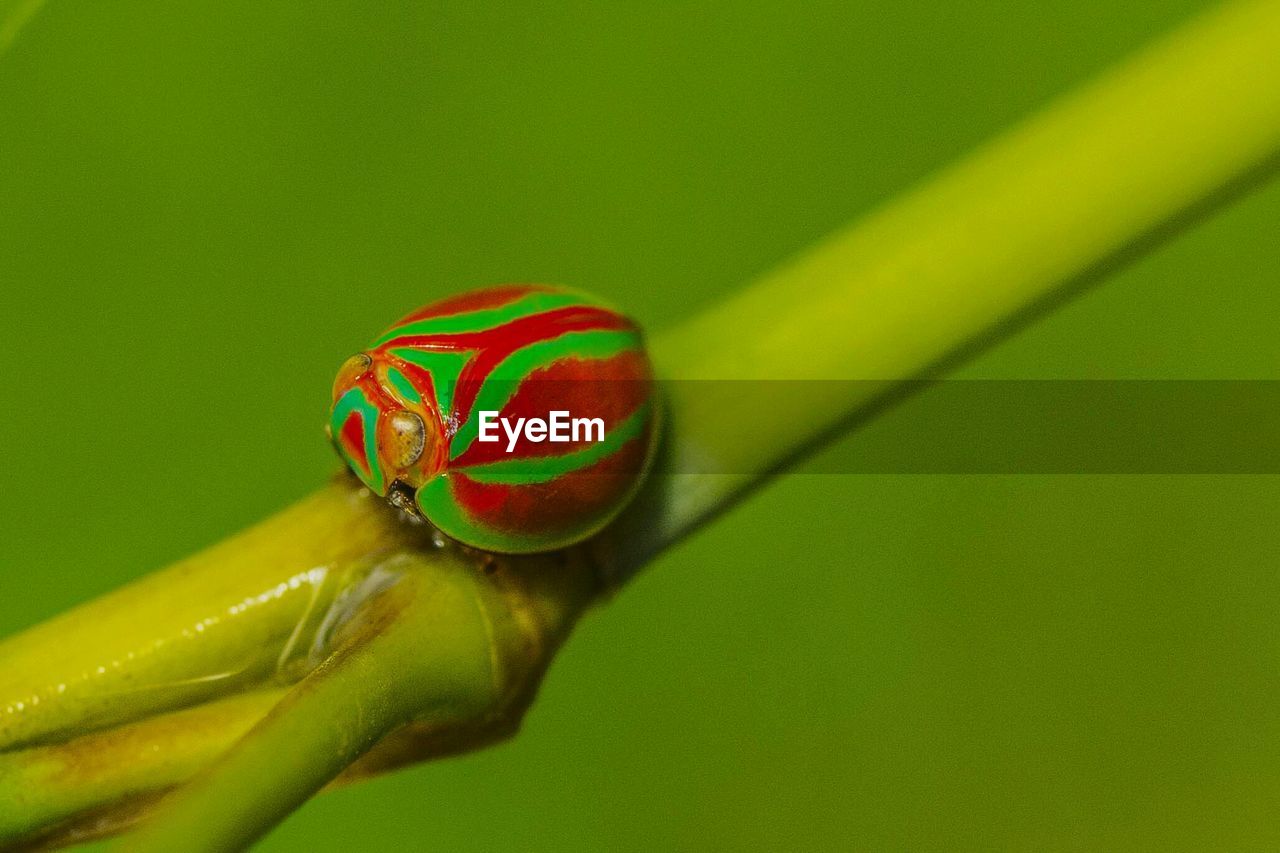 Close-up of stem against blurred background