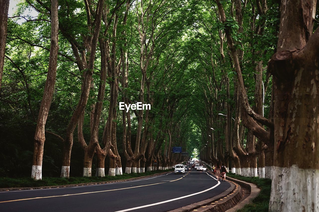 STREET AMIDST TREES AND ROAD