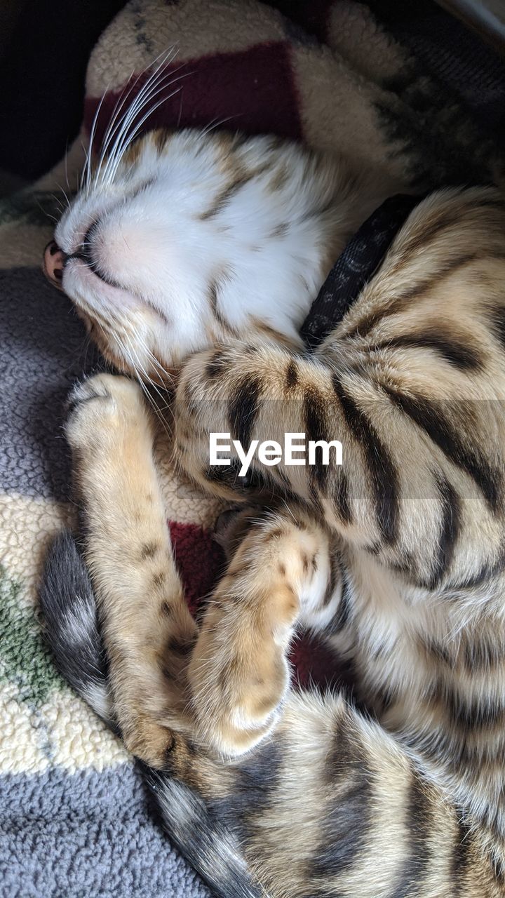 animal, animal themes, mammal, cat, domestic animals, pet, one animal, relaxation, feline, domestic cat, whiskers, felidae, small to medium-sized cats, kitten, sleeping, resting, no people, fur, indoors, lying down, high angle view, eyes closed, close-up, furniture, animal body part