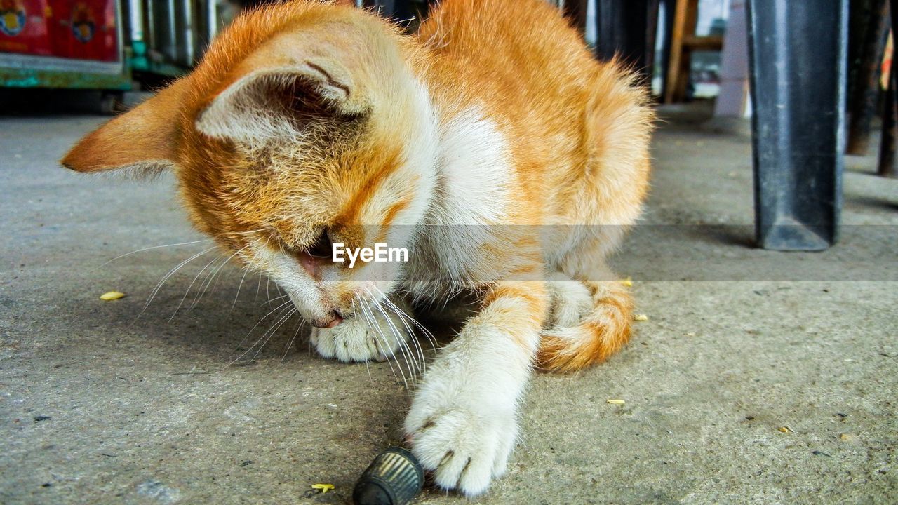 Close-up of cat looking down while sitting on floor