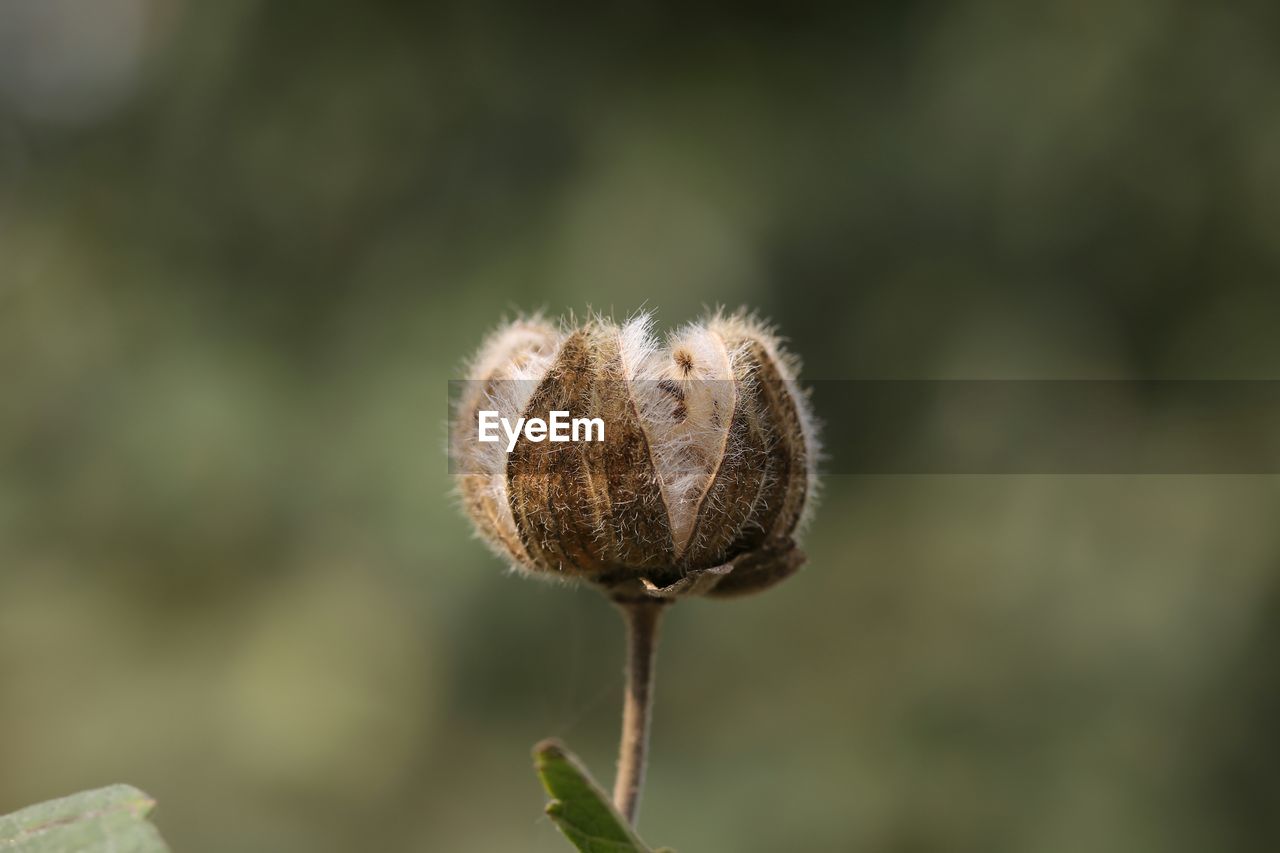 CLOSE-UP OF WILTED FLOWER