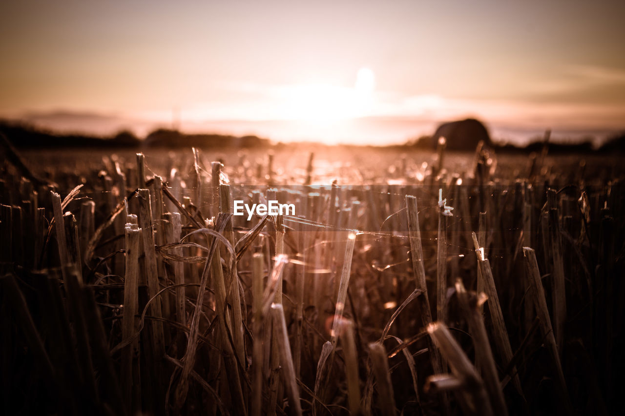 Close-up of plants on field against sky during sunset