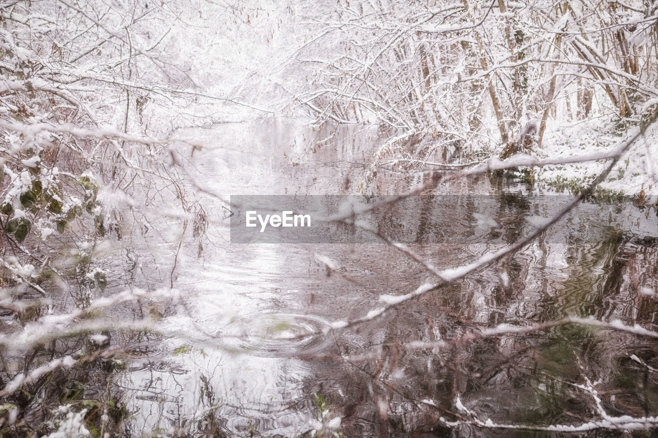 FULL FRAME SHOT OF FROZEN PLANTS