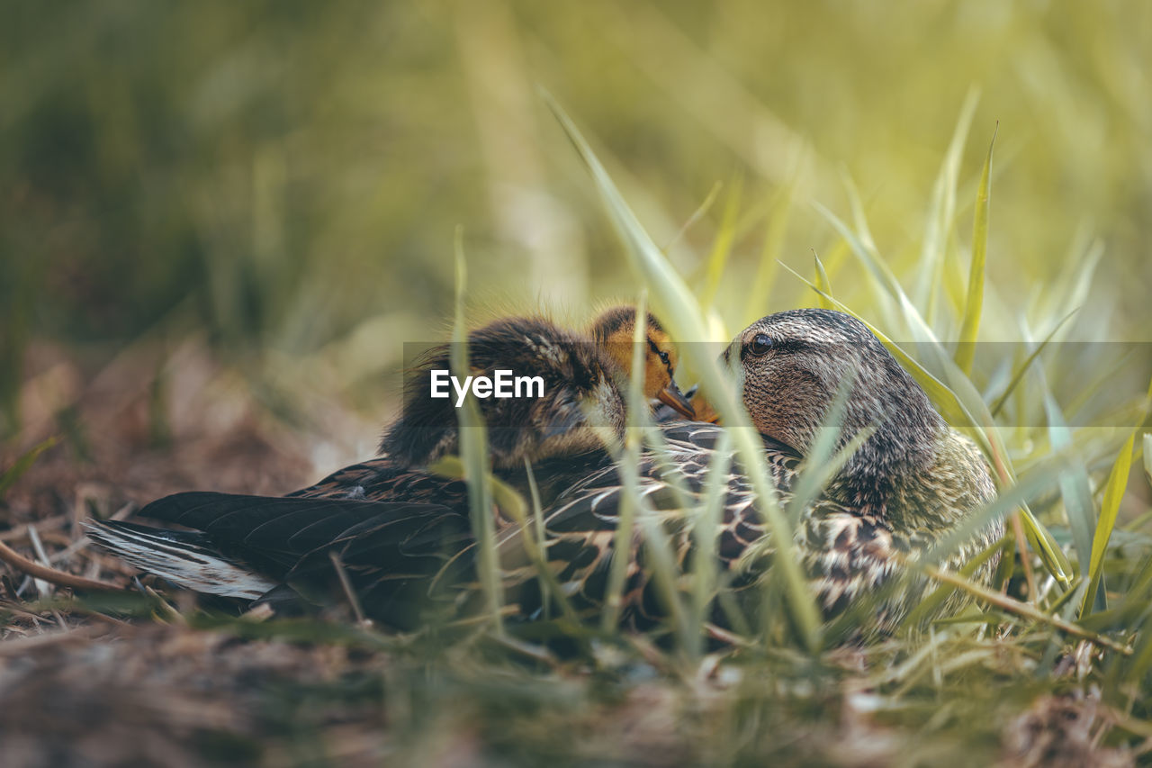 A mother duck cuddles next to her duckling on a spring afternoon.