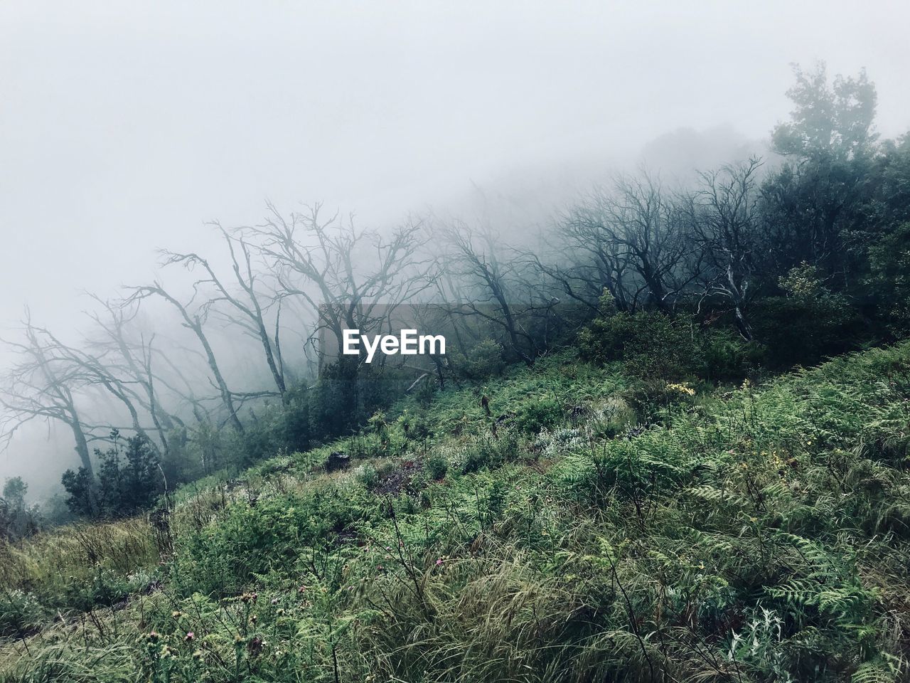 Plants growing on land against sky