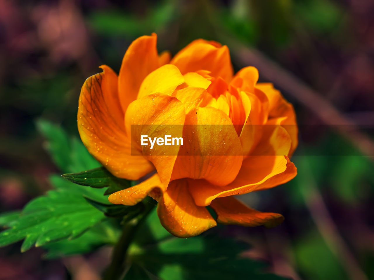 flowering plant, flower, plant, yellow, beauty in nature, freshness, petal, nature, flower head, close-up, macro photography, inflorescence, fragility, growth, no people, orange color, leaf, plant part, outdoors, focus on foreground, botany, springtime, blossom, multi colored, rose, garden