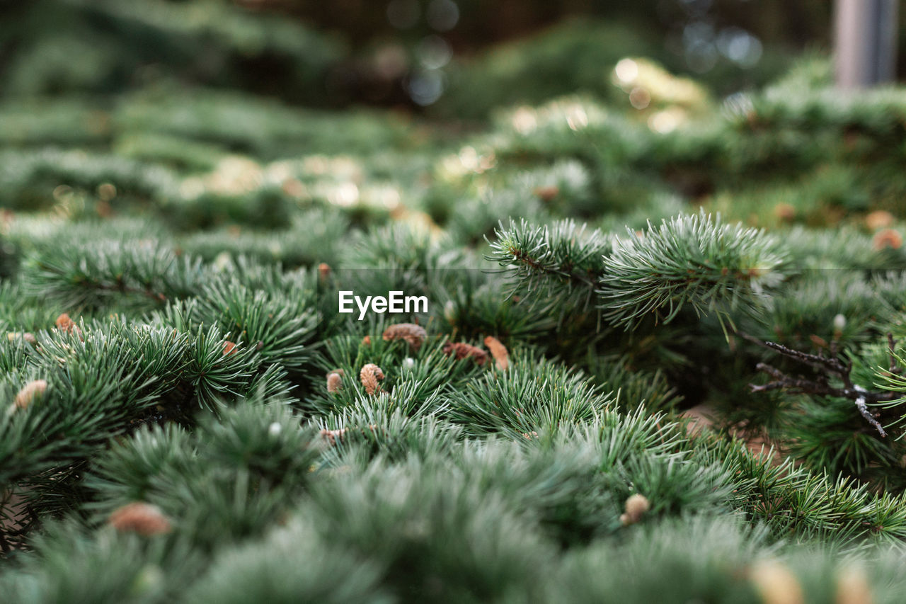 Spruce pine cedar fir fluffy branches with green needles prickles close-up