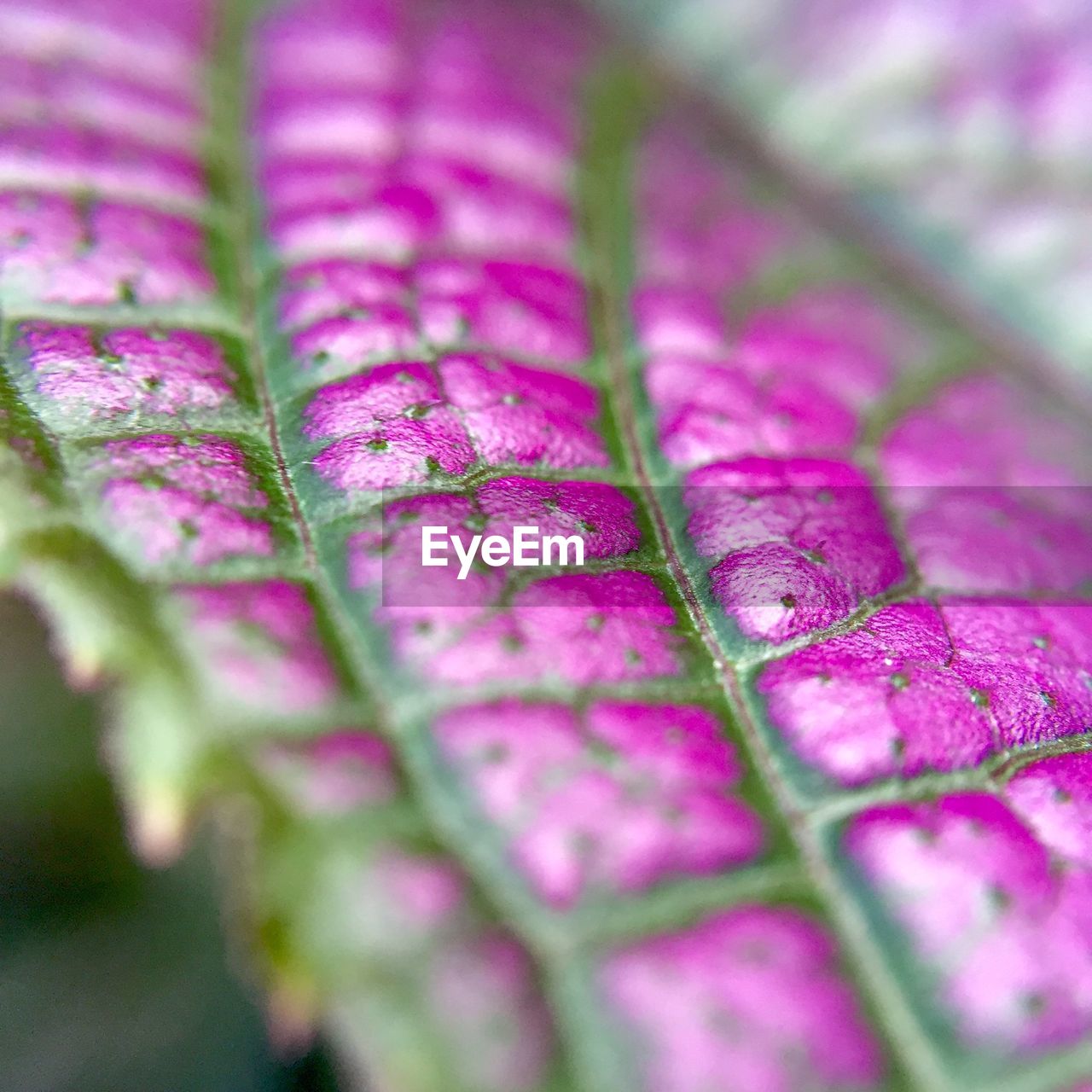 Detail shot of plants