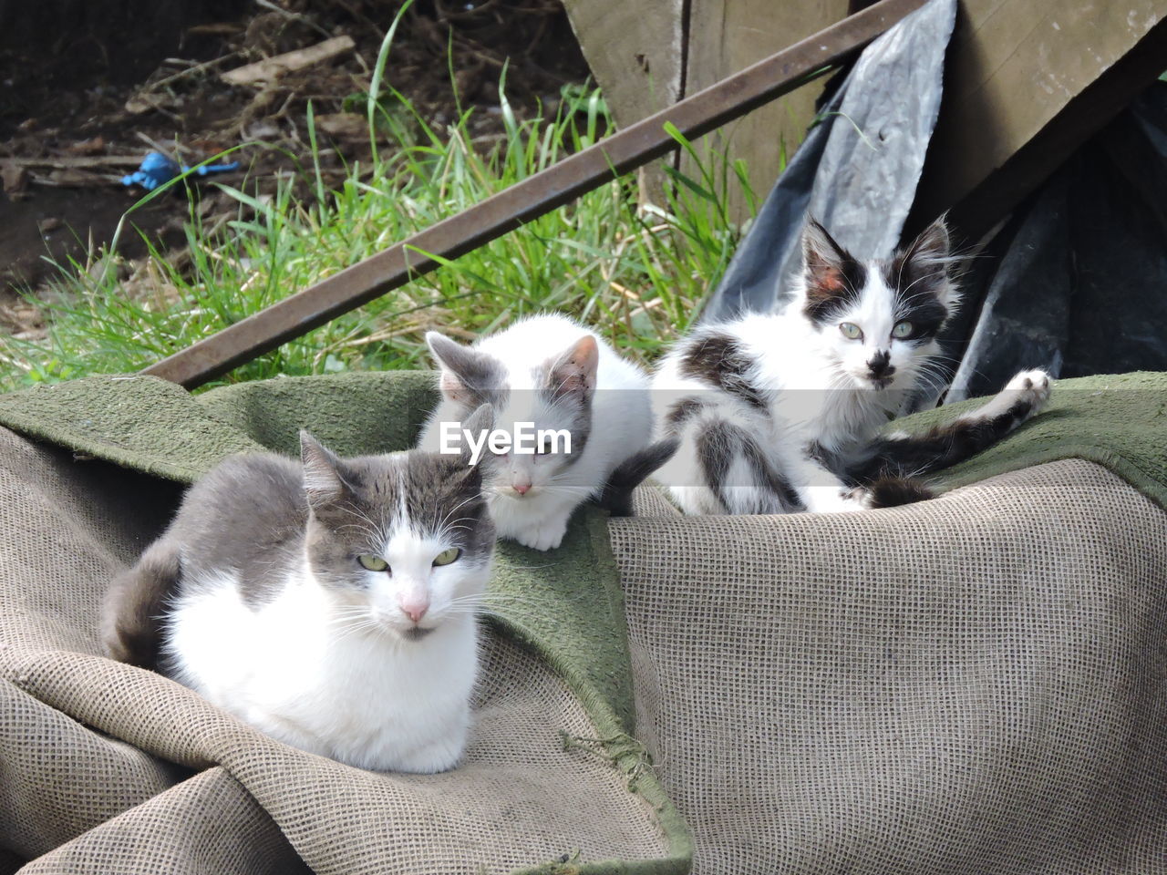 Portrait of cats resting on floor