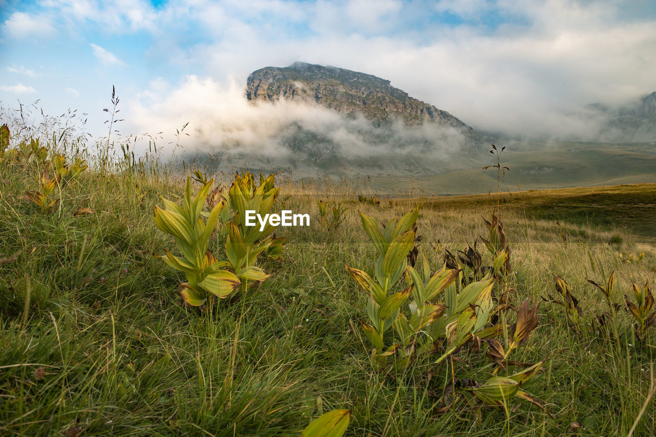 Foggy mountain 