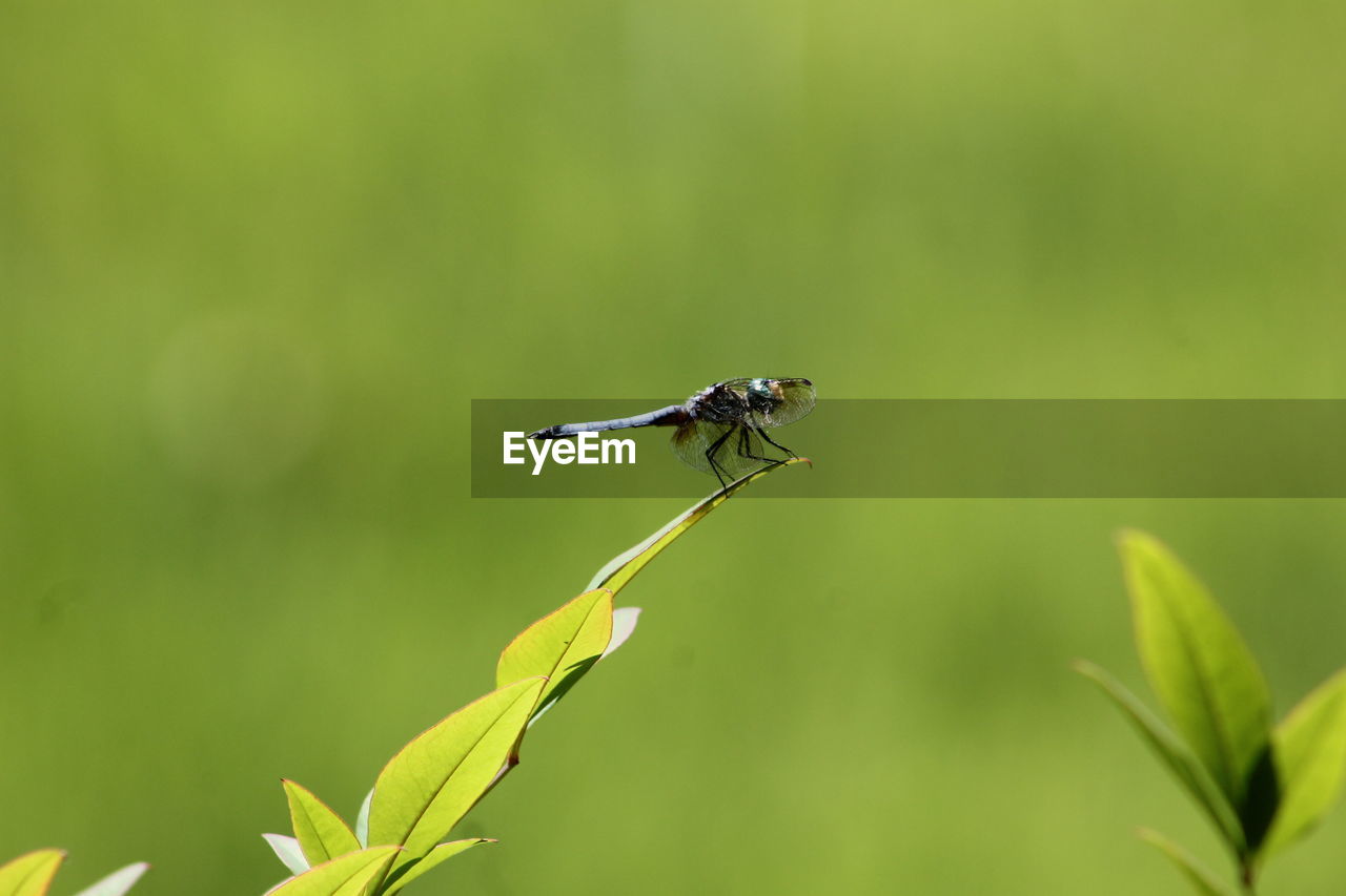 CLOSE-UP OF FLY ON A LEAF