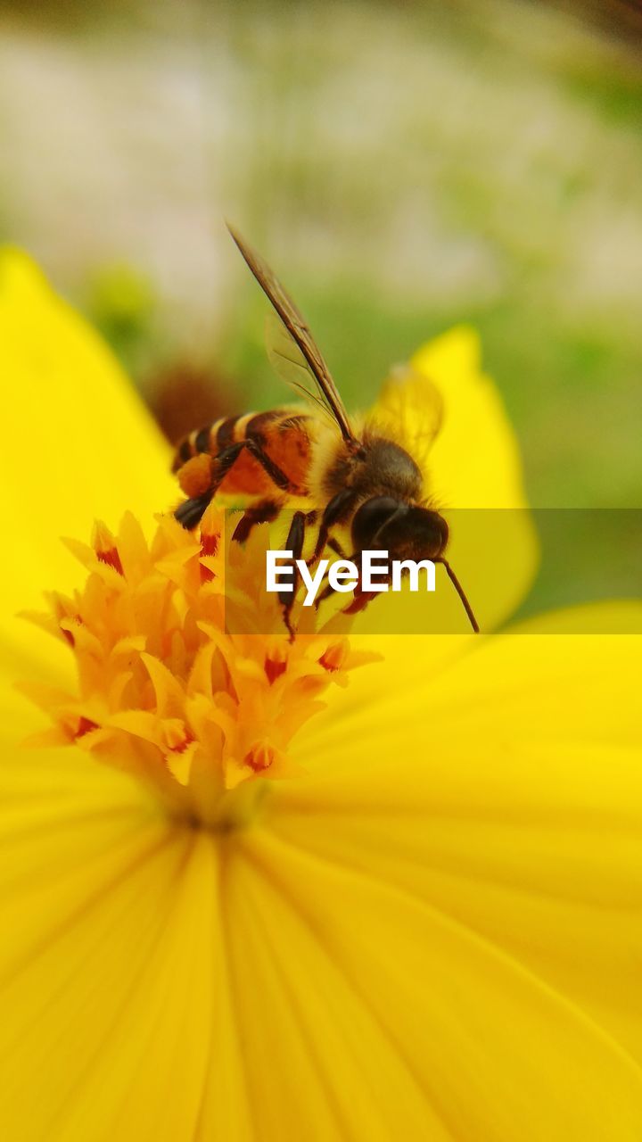 CLOSE-UP OF INSECT POLLINATING ON FLOWER