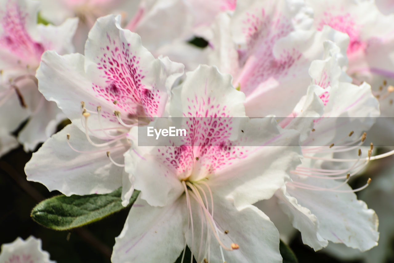 Close-up of pink flowers