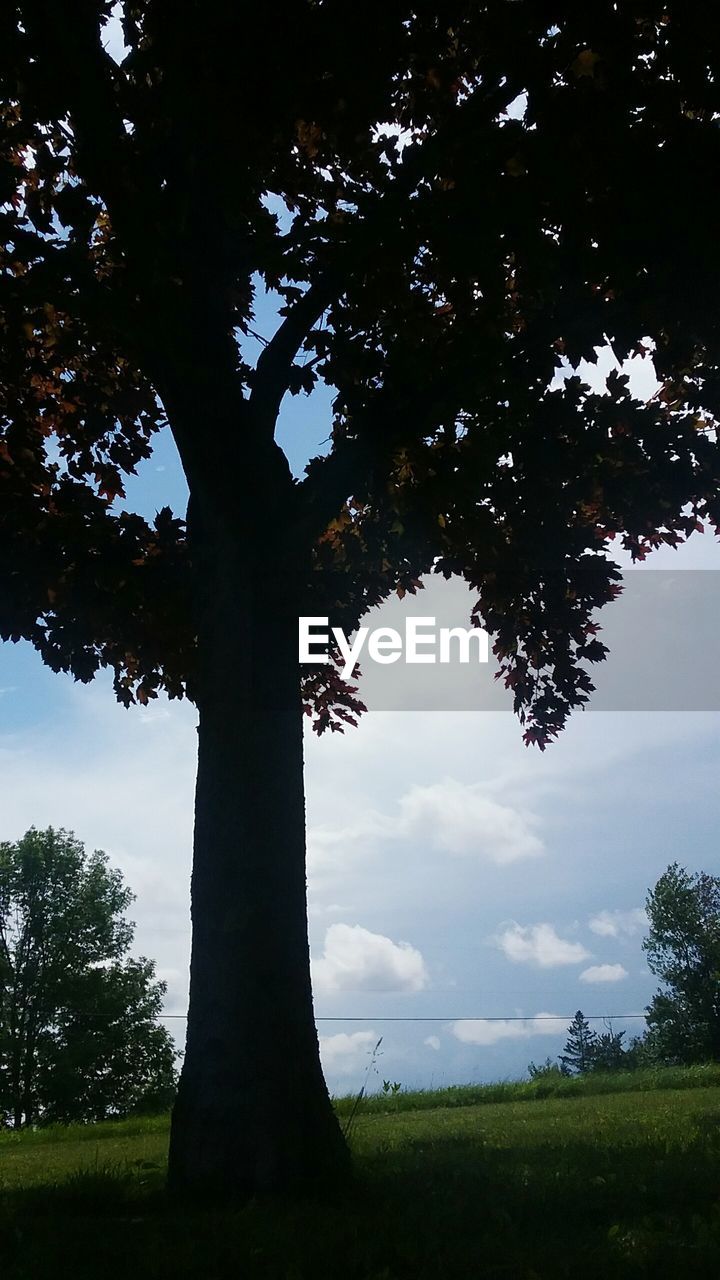 TREE IN FIELD AGAINST SKY